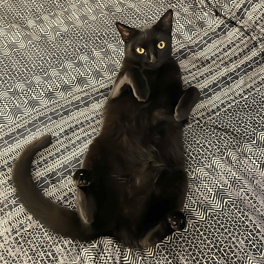 photo of a black cat