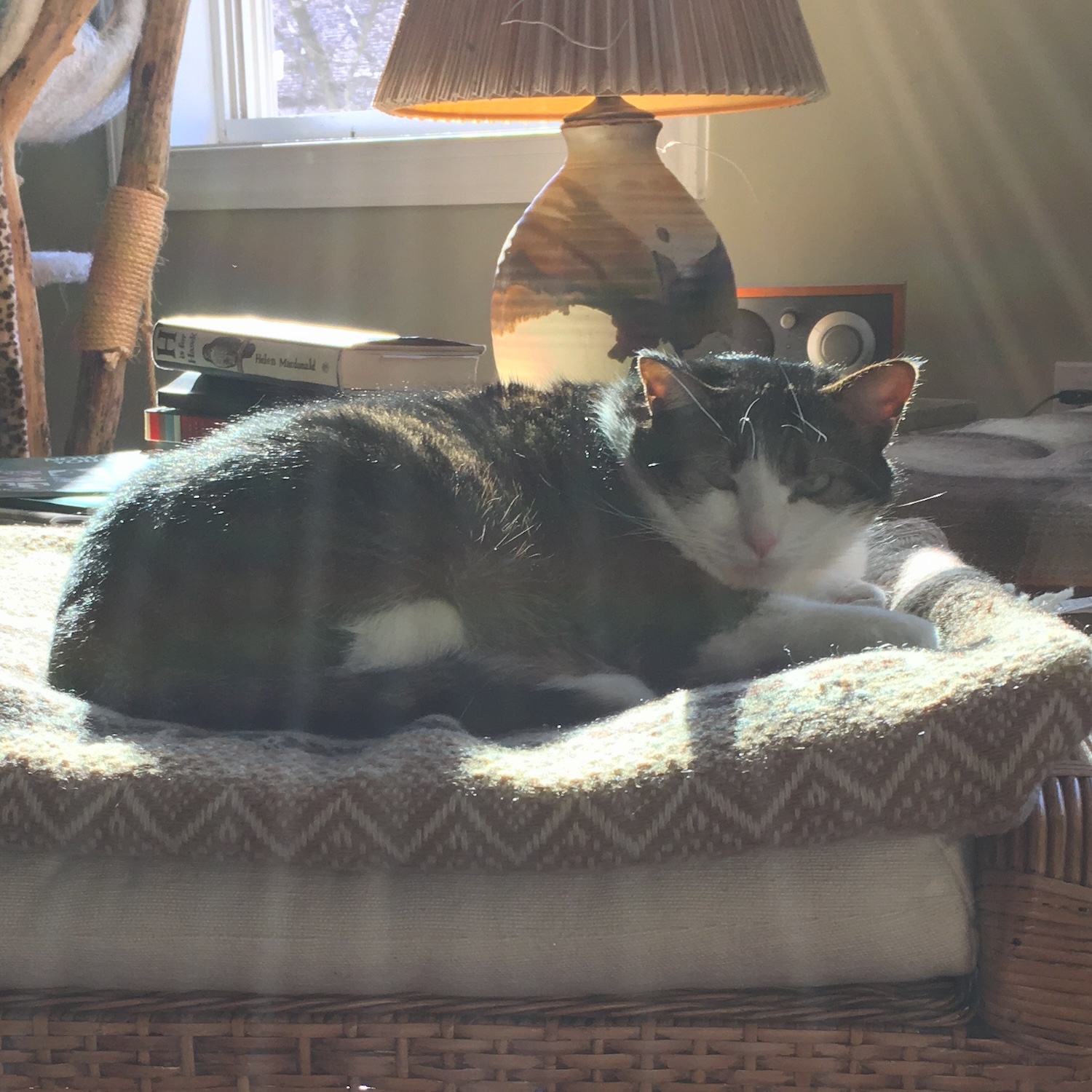 photo of a cat