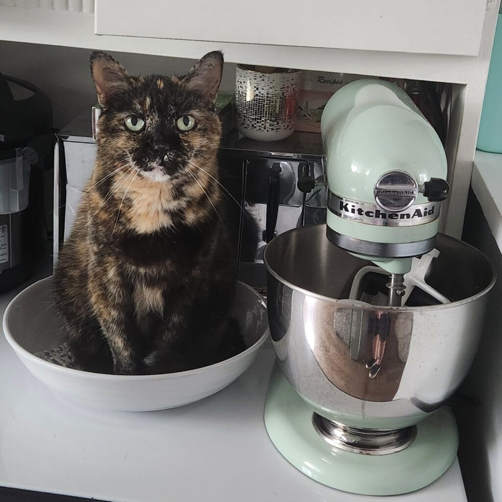 photo of a cat