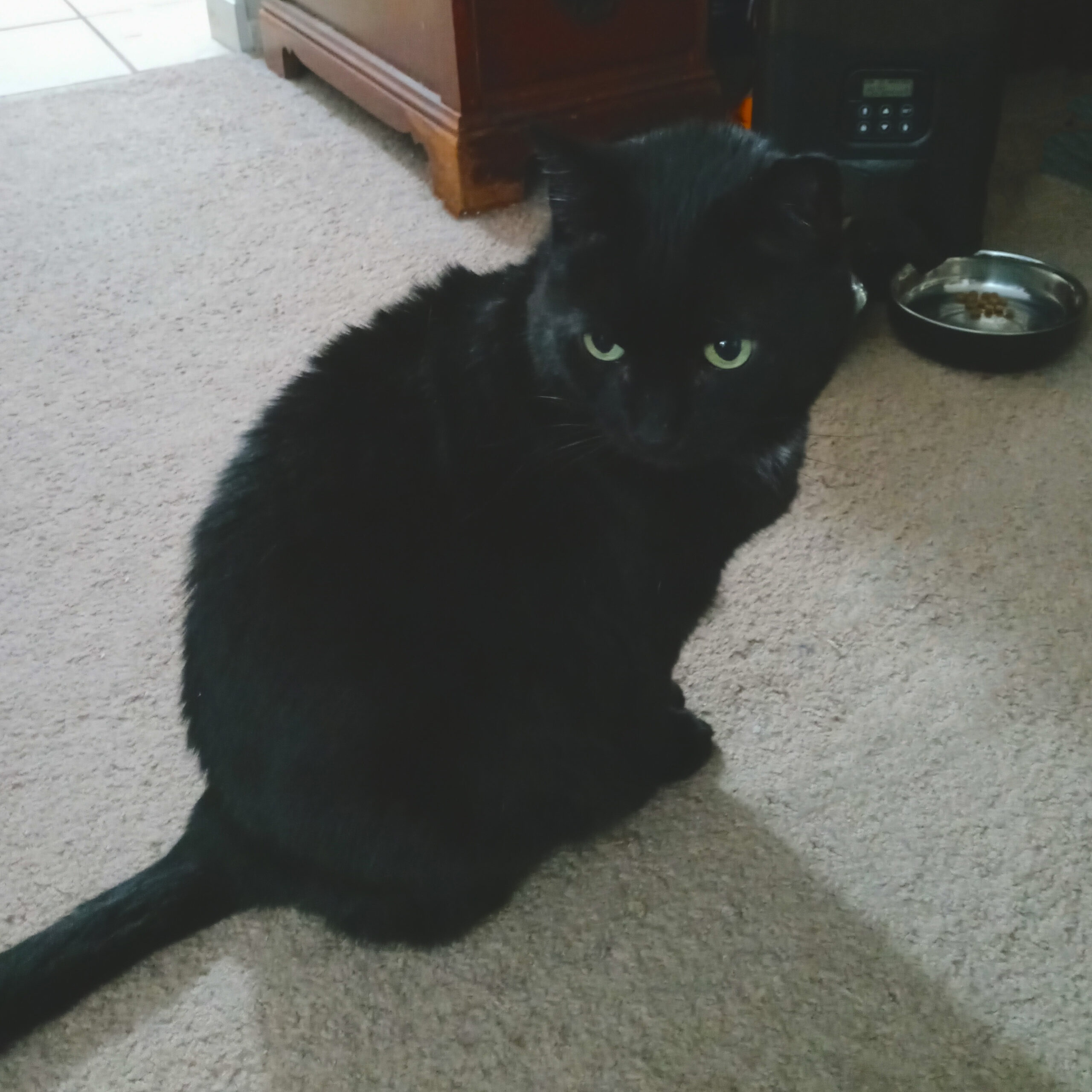 photo of a black cat