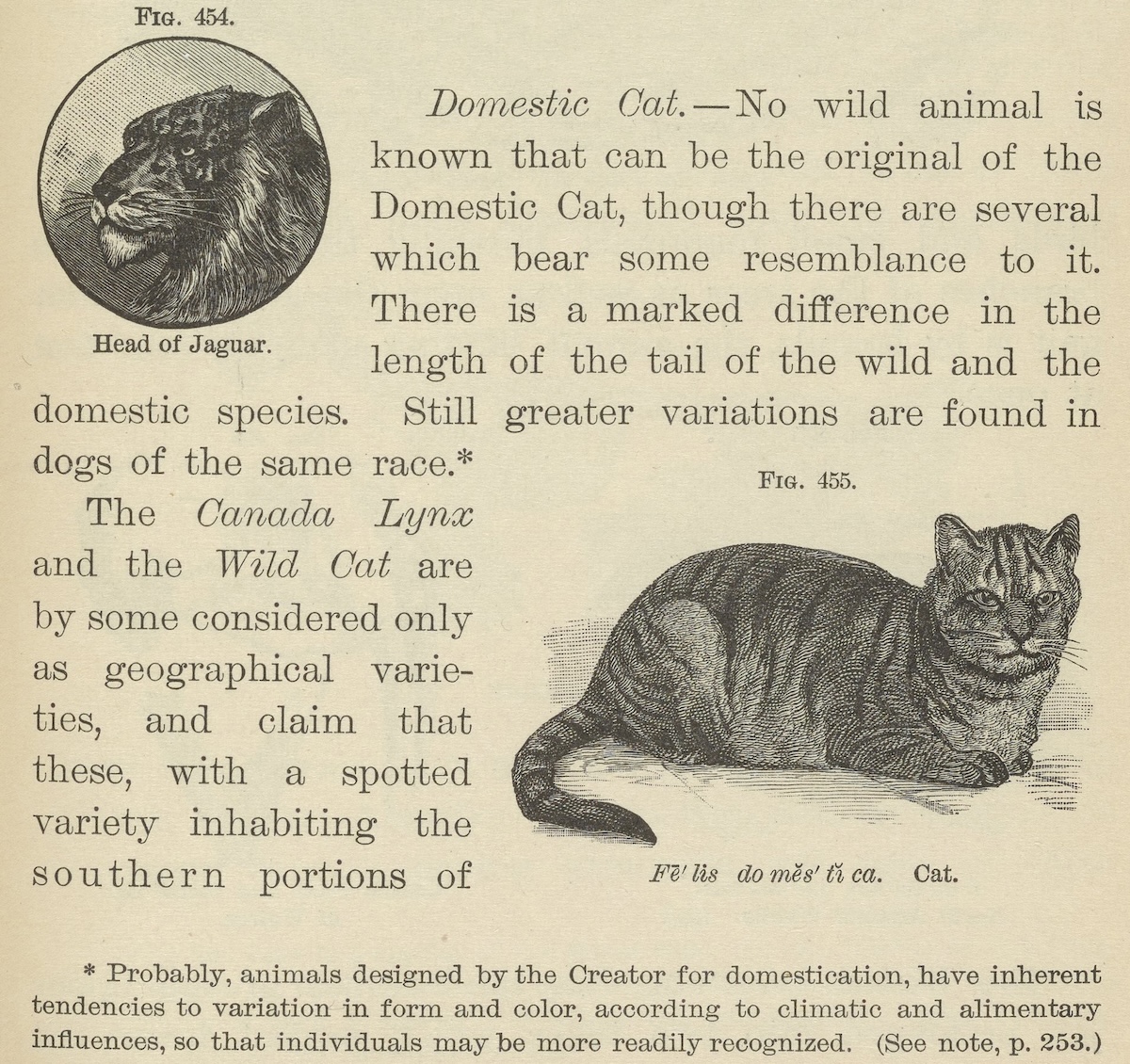 illustration. of a cat in an old book