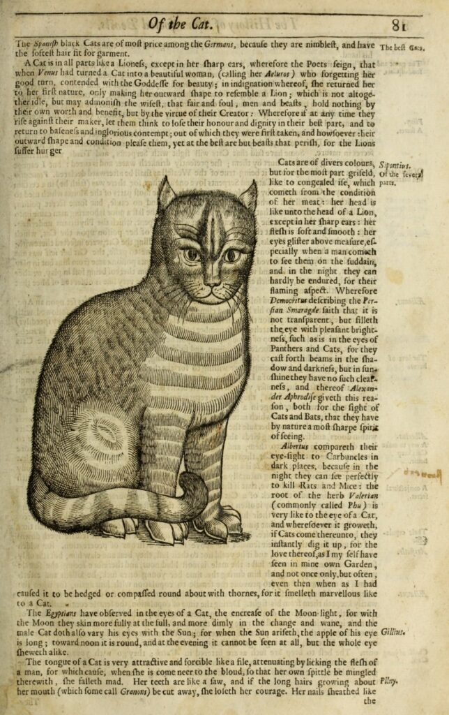illustration of a cat in an old book