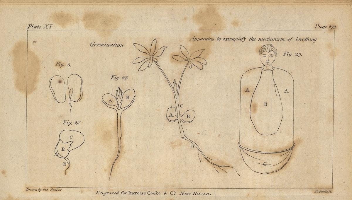 illustrations of germinating seeds and a person