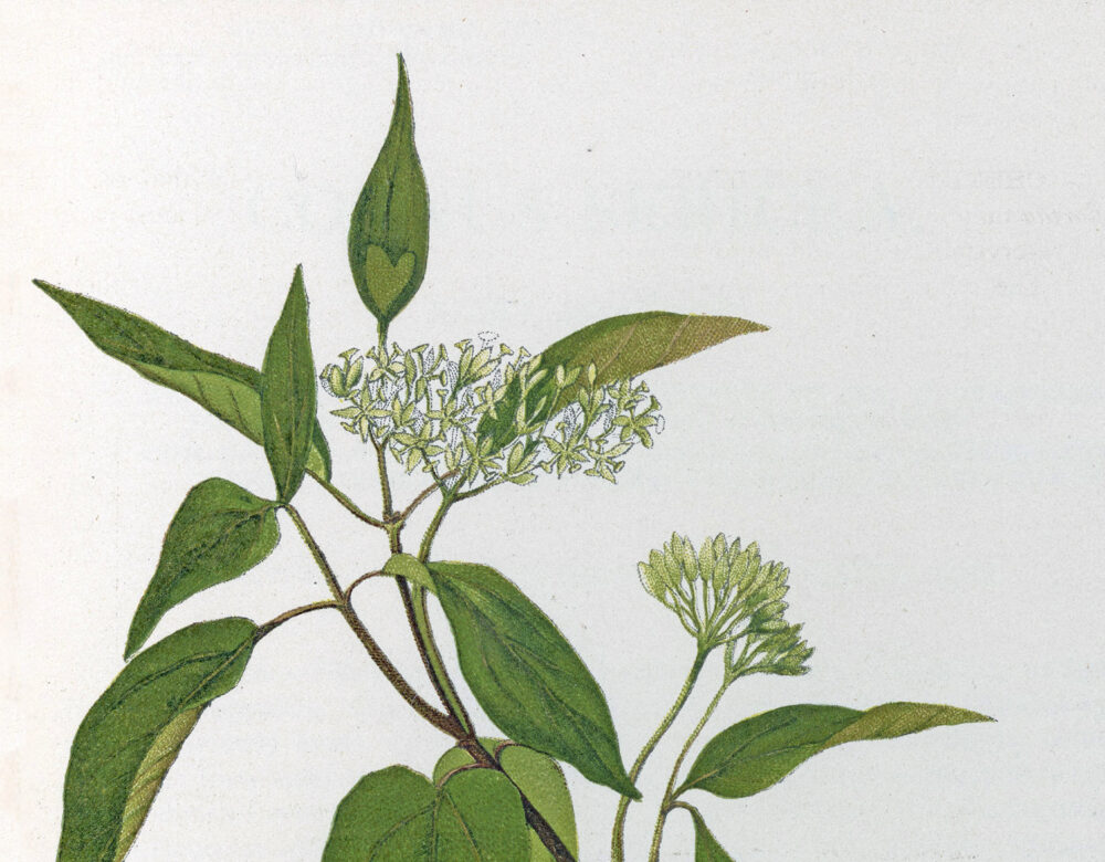 color illustration of medicinal plant