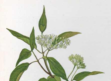 color illustration of medicinal plant