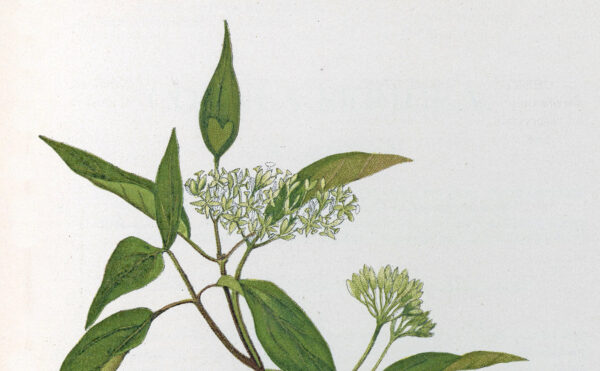 color illustration of medicinal plant