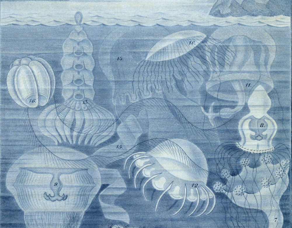 blue monochrome illustration of jellyfish, anemones, and corals