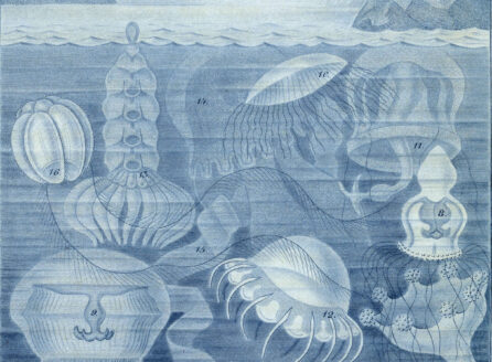 blue monochrome illustration of jellyfish, anemones, and corals