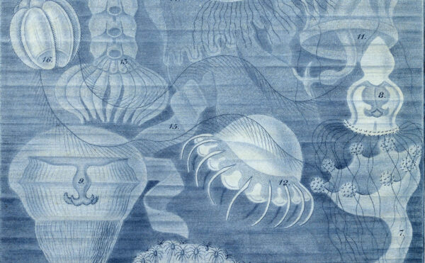 blue monochrome illustration of jellyfish, anemones, and corals