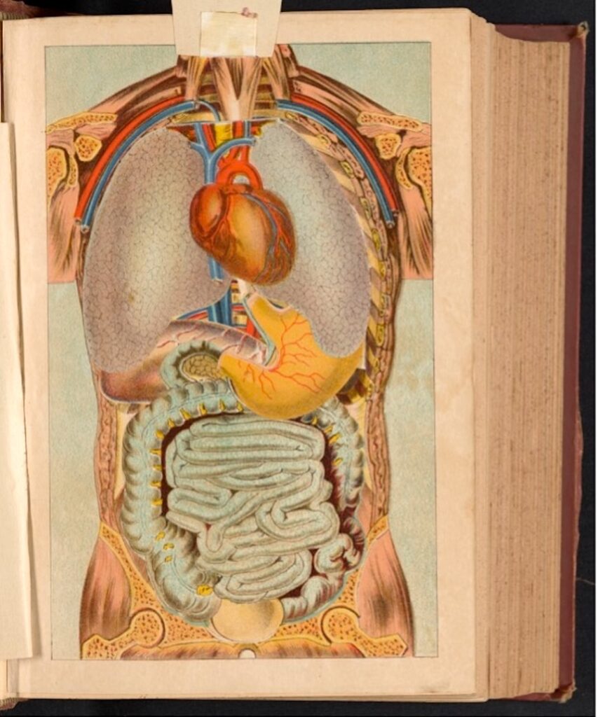 anatomical illustration of a human torso