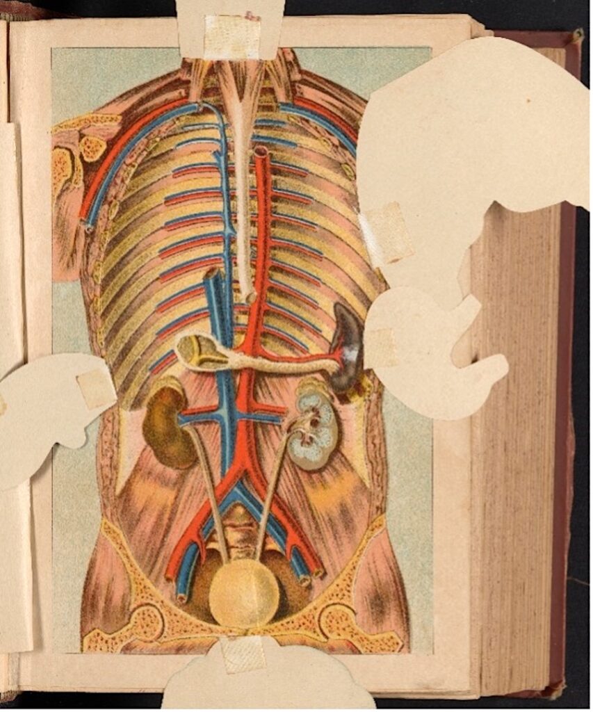 anatomical illustration of a human torso