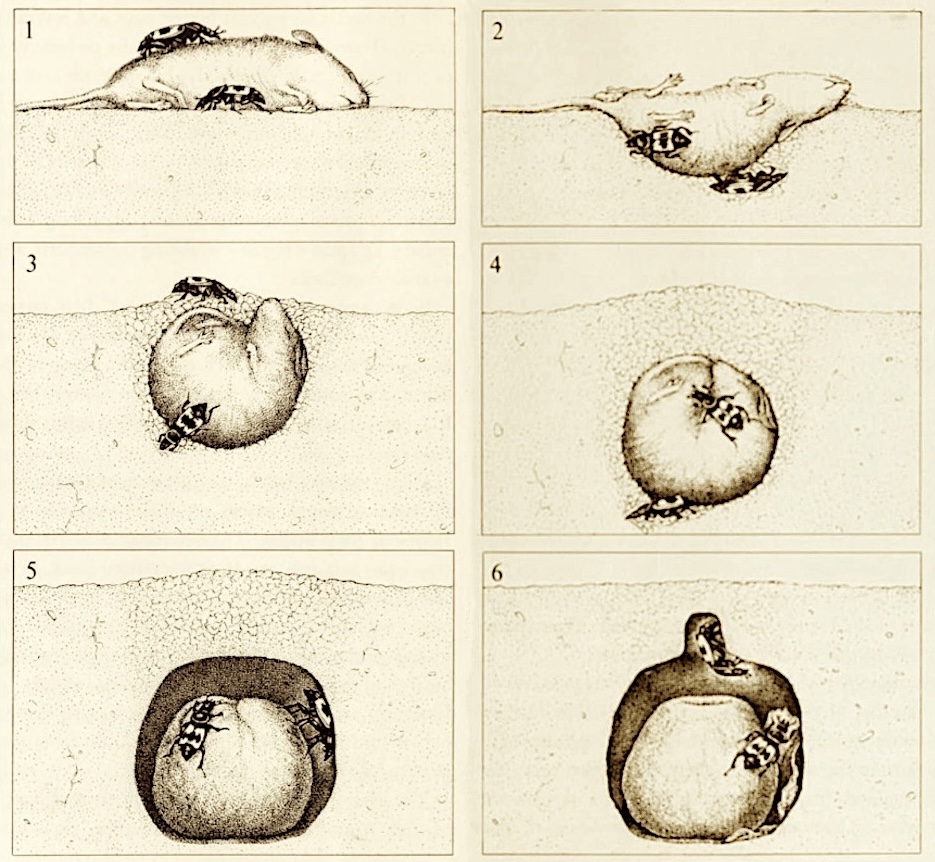 illustration of beetles burying a dead mouse