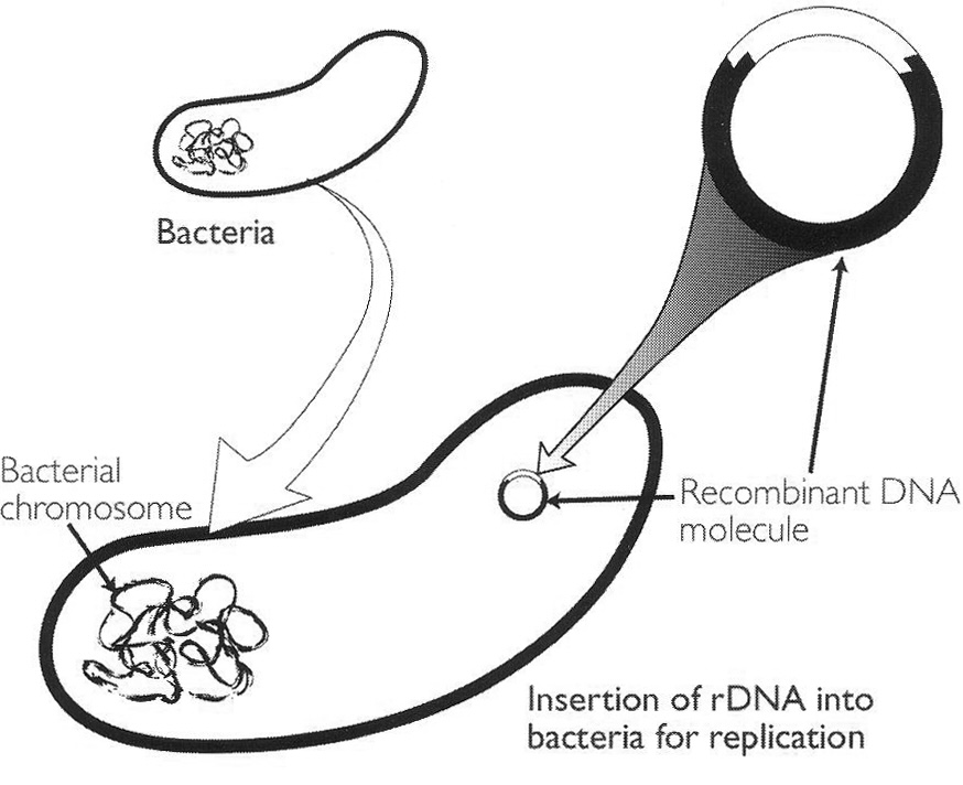 Figure. The insertion of recombinant DNA so that the foreign DNA will replicate naturally, as pioneered by Herbert Boyer and Stanley Cohen.