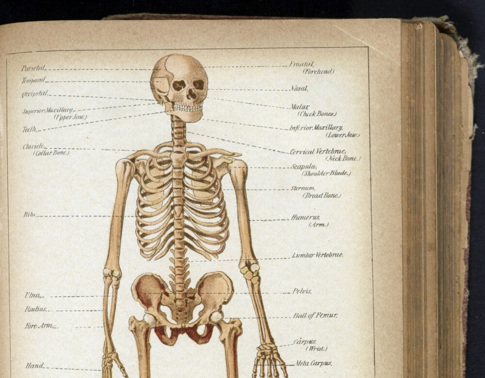 book opened to annotated skeleton illustration
