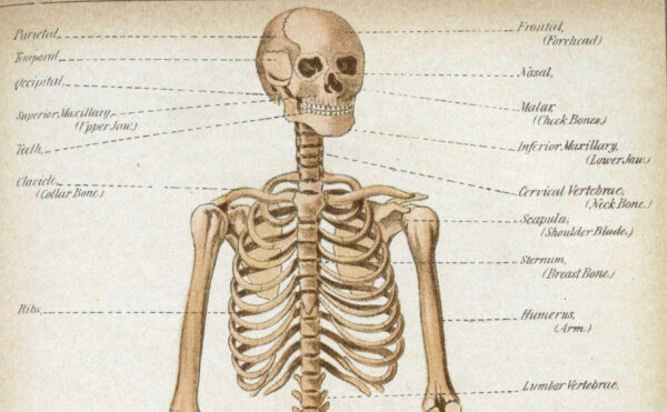 book opened to annotated skeleton illustration