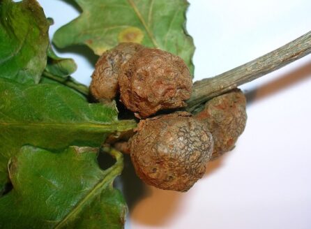nutgalls