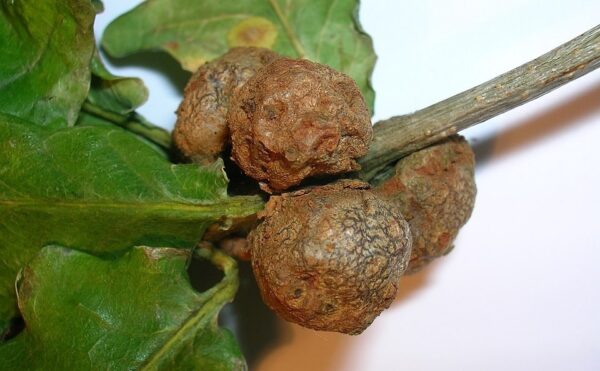nutgalls