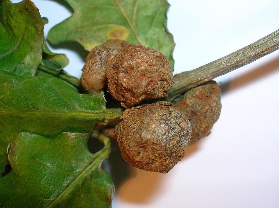 nutgalls