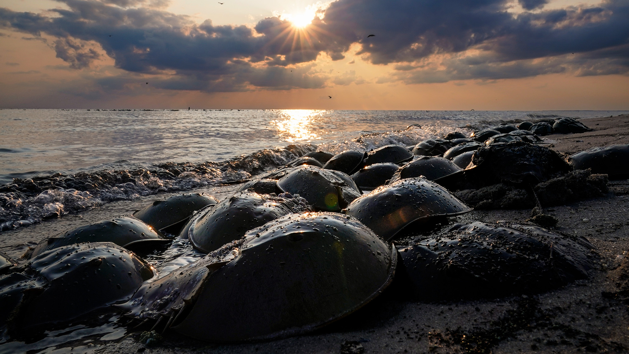 Color photo of a beach with the sun low in the sky, a group of horseshoe crabs in the foreground