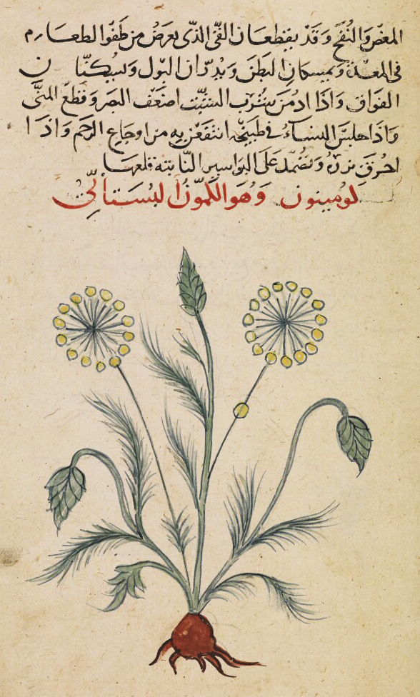 Old manuscript page showing a color illustration of a cumin plant with Arabic calligraphy above it