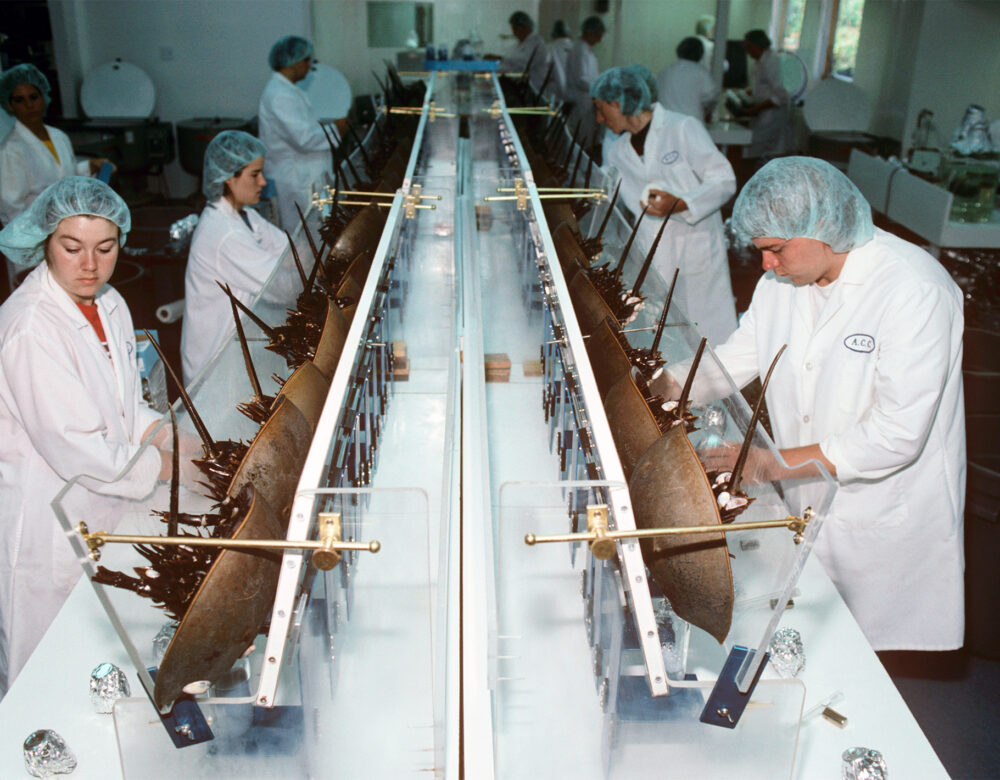 Color photo of a lab-like facility with technicians in lab coats and hairnets standing in front of rows of horseshoe crabs immobilized between wedges of Plexiglas