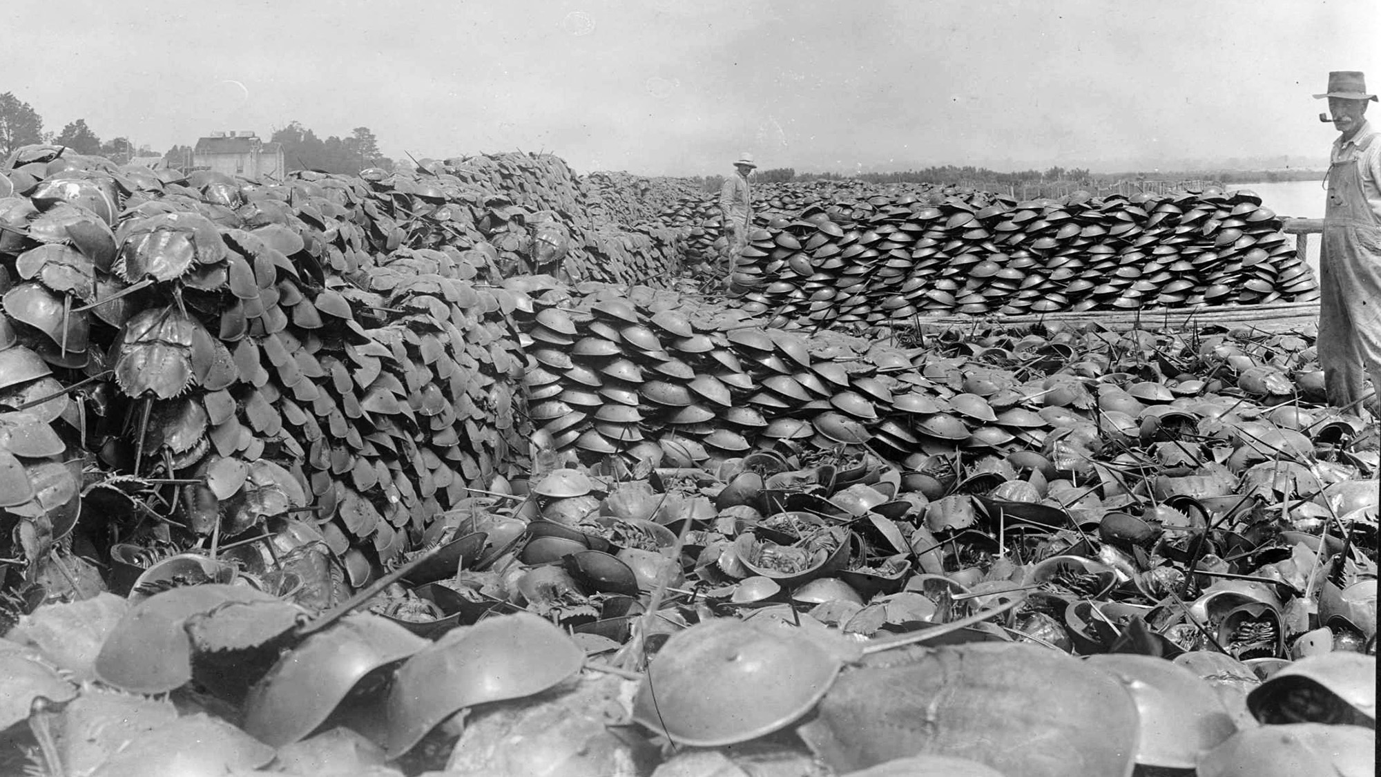 Old black and white photo showing two men standing around walls built of stacked horseshoe crabs