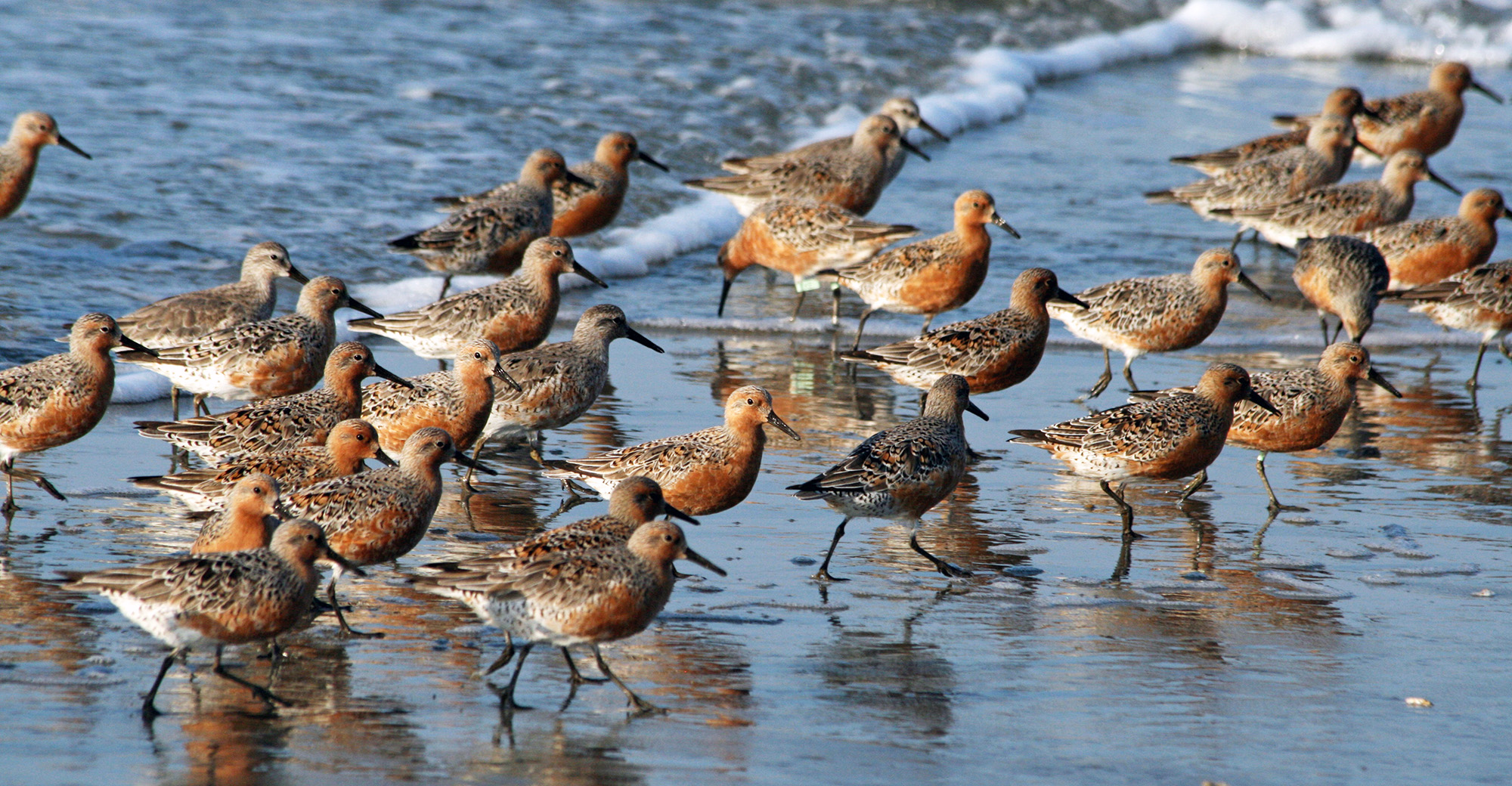Color photo of a group of shore birds running from an incoming wave