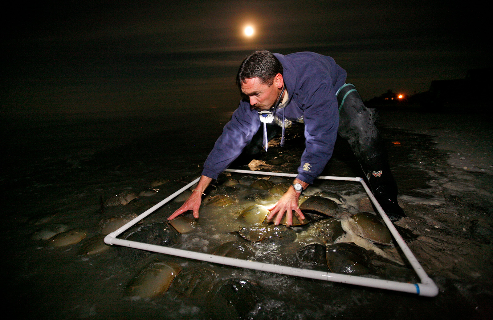 Color photo of a man crouching in shallow water holding a large square made of PVC piping