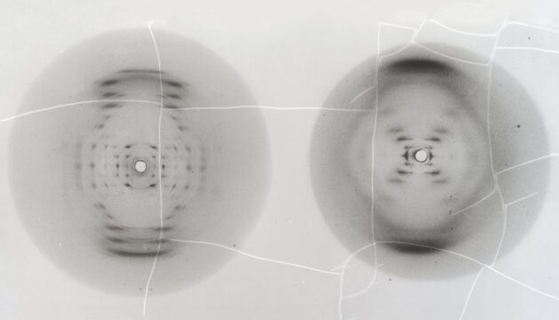 negative of an image of DNA