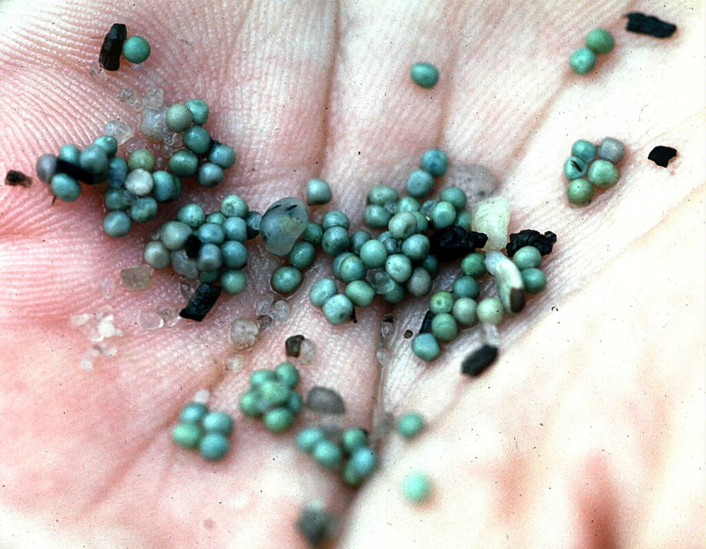 Close up color photo of small, round blue eggs in the palm of a hand