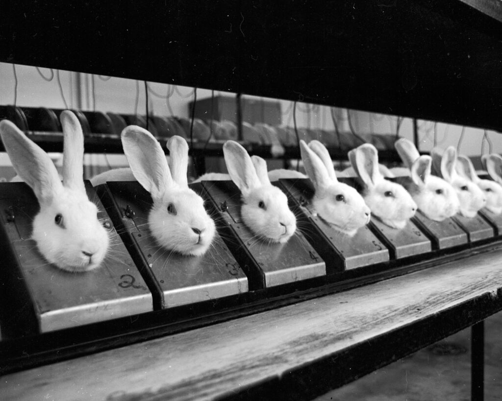 Black and white photo of a lab interior with a line of rabbits on a shelf with their bodies enclosed in metal cases.