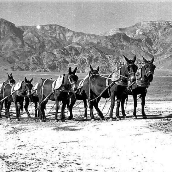 Foto antigua en blanco y negro que muestra un gran equipo de mulas tirando de una hilera de carretas a través de un paisaje desértico montañoso.