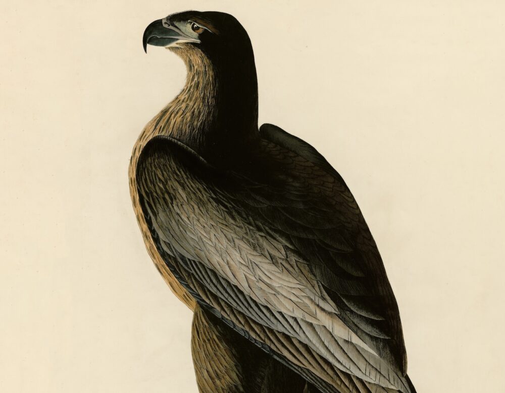 painting of a bird
