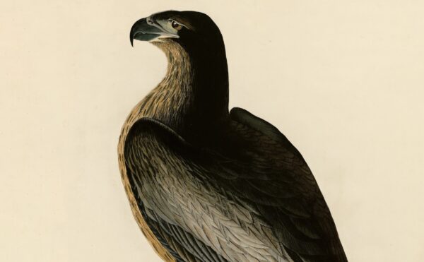 painting of a bird