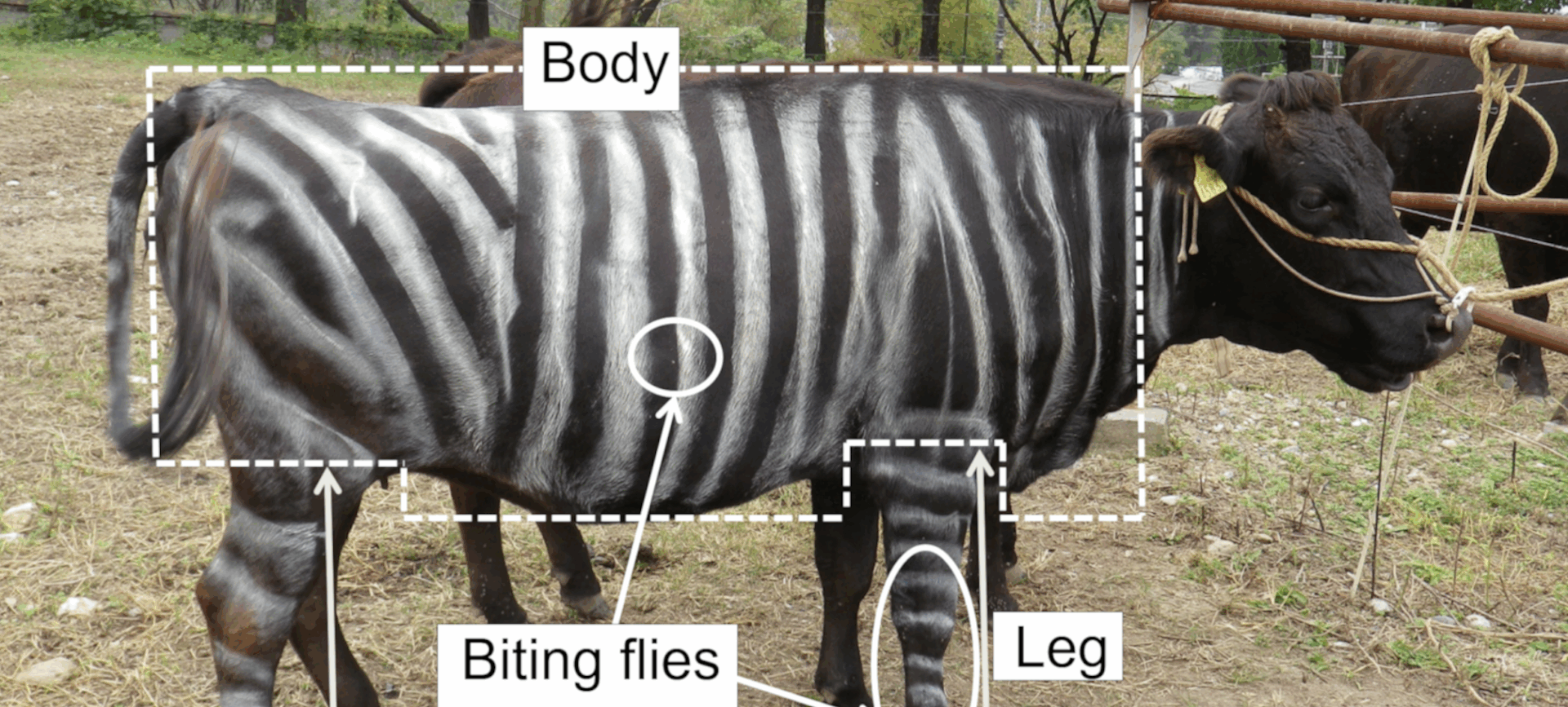 Picture of striped cow with body parts labelled