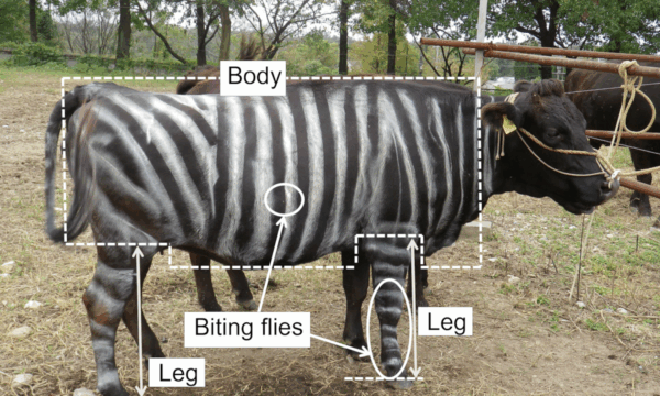 Picture of striped cow with body parts labelled