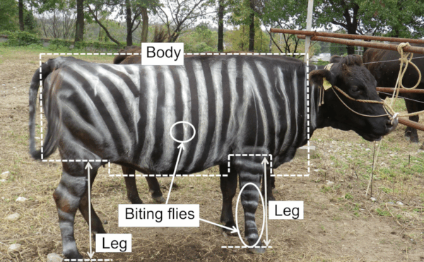 Picture of striped cow with body parts labelled