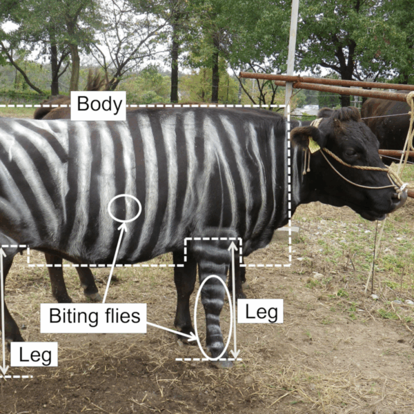 Picture of striped cow with body parts labelled