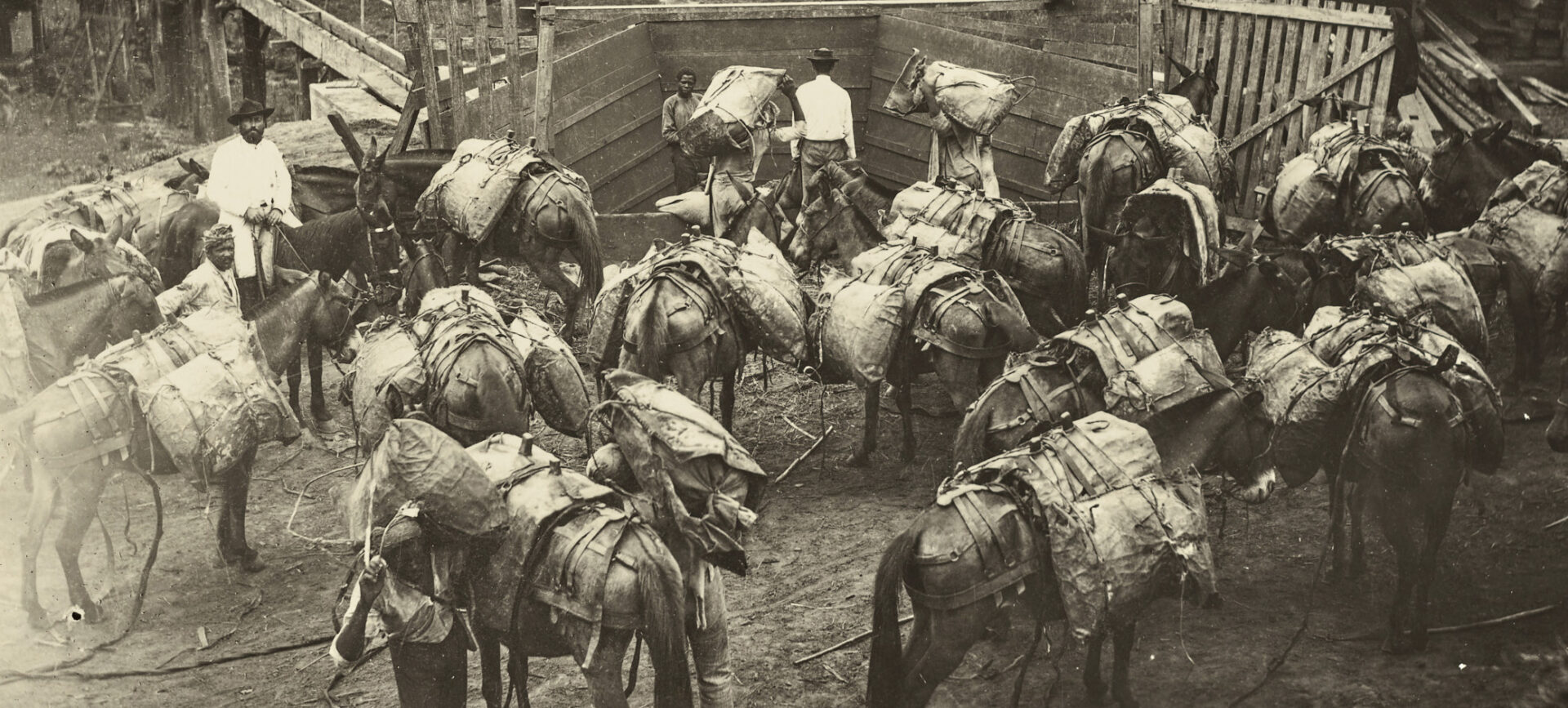 Foto en blanco y negro de grandes grupos de mulas cargadas con arrieros en un corral rural.