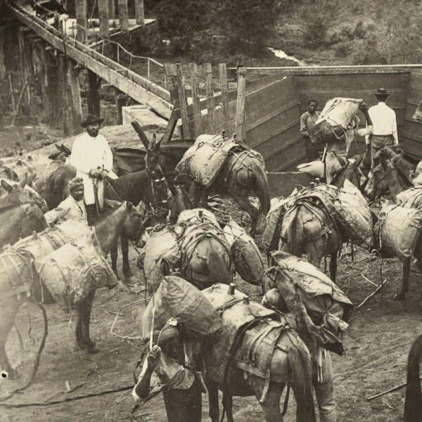 Foto en blanco y negro de grandes grupos de mulas cargadas con arrieros en un corral rural.
