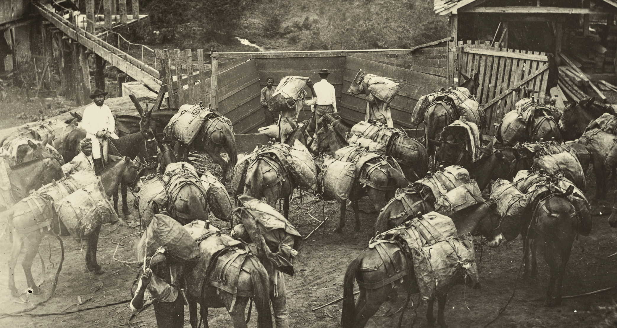 Black and white photo of large groups of mules loaded down with handlers in a rural corral