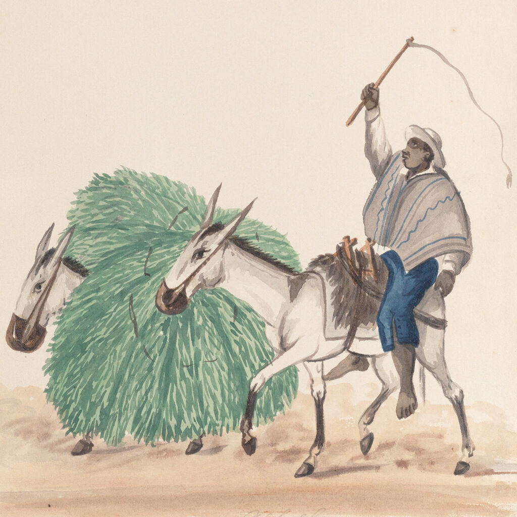 Color illustration of a man riding a mule, whip raised, driving another mule loaded with grass