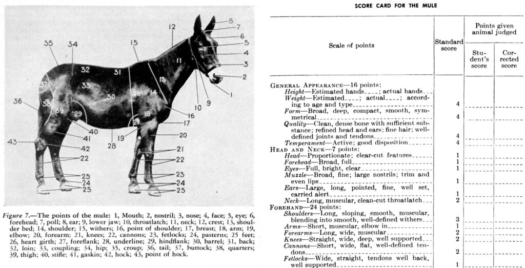Two images: the left a black and white photo of a mule with parts labeled; the right a scorecard made for assessing the qualities of those parts