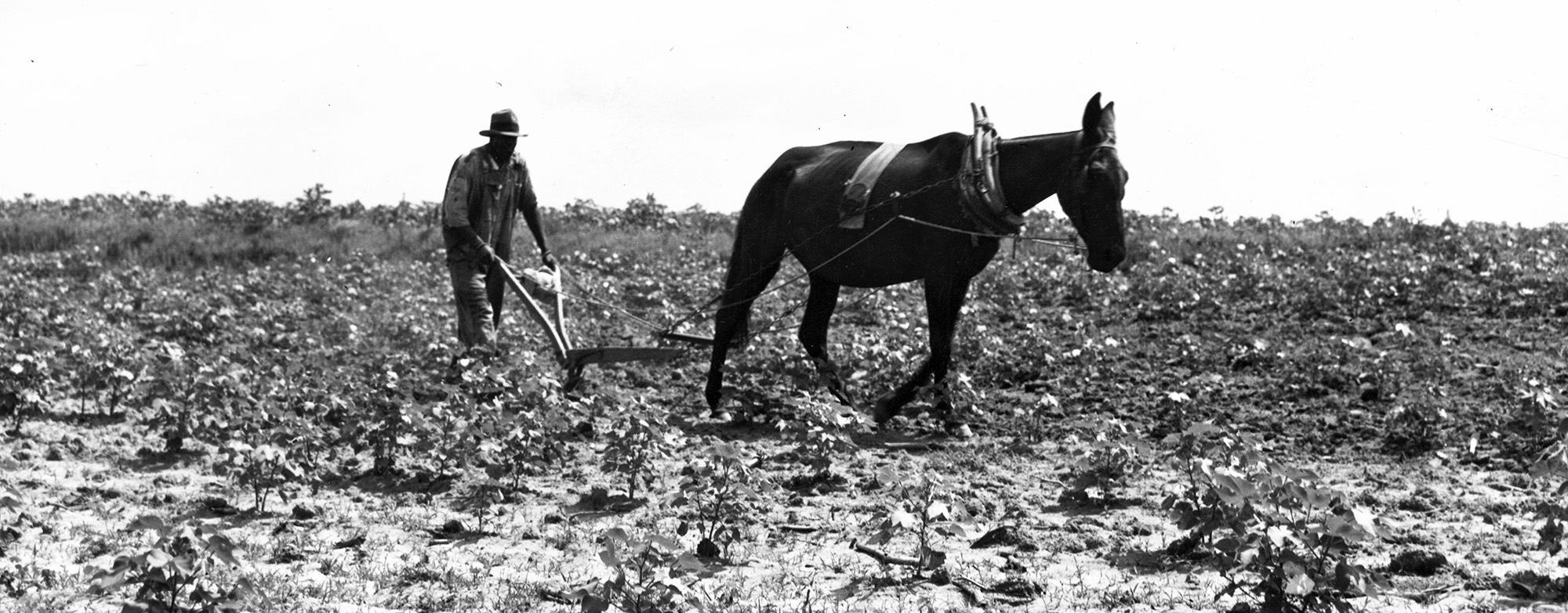 A black and white photograph of a man driving a plow being pulled by a mule in a field.