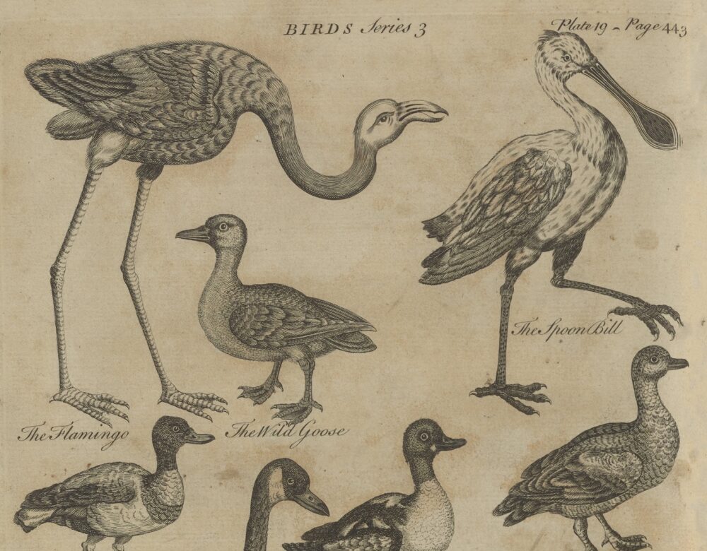 illustration of birds from an old book