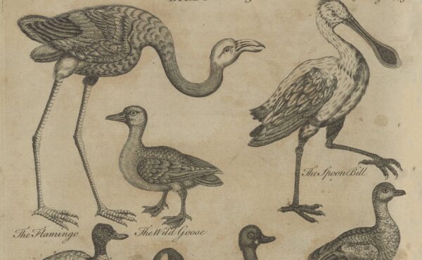 illustration of birds from an old book