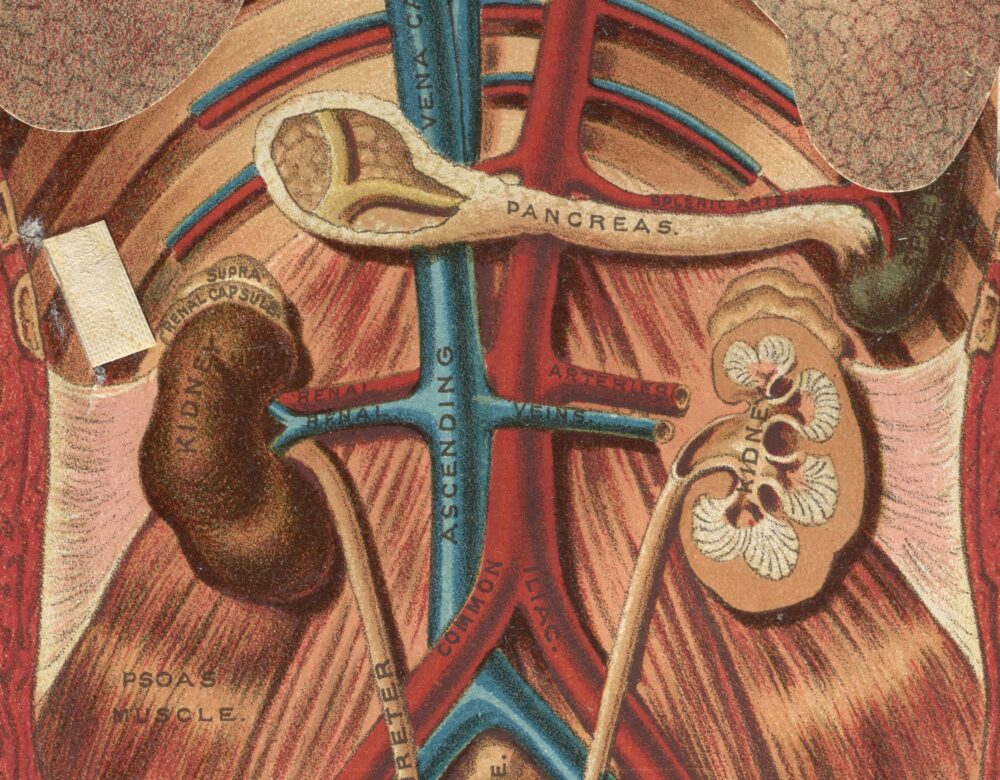illustrated cross section of a human abdomen