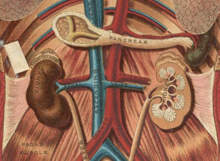 illustrated cross section of a human abdomen
