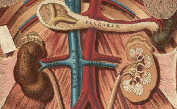 illustrated cross section of a human abdomen