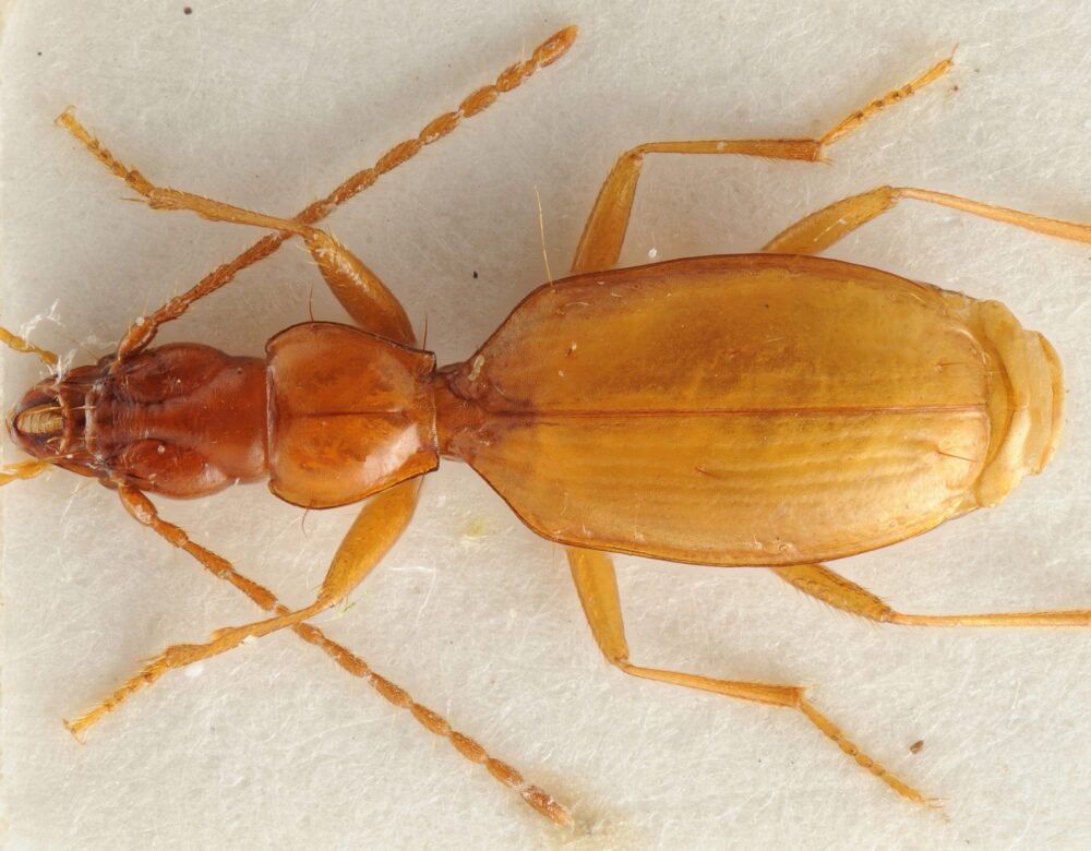 image of a long brown beetle